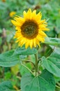 Sunflower (Helianthus annuus) Royalty Free Stock Photo