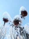 Sunflower artwork frozen dried and snow-covered in wonderful cold winter morning under cloudless sky