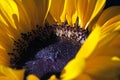 Sunflower-Helianthus annuus in a big plan Royalty Free Stock Photo