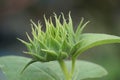 Sunflower (Helianthus annuus, bunga matahari) on the tree. Royalty Free Stock Photo