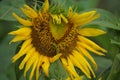 Sunflower (Helianthus annuus, bunga matahari) on the tree. Royalty Free Stock Photo