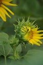 Sunflower (Helianthus annuus, bunga matahari) on the tree. Royalty Free Stock Photo