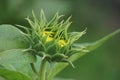 Sunflower (Helianthus annuus, bunga matahari) on the tree. Royalty Free Stock Photo