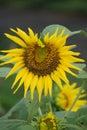Sunflower (Helianthus annuus, bunga matahari) on the tree. Royalty Free Stock Photo