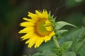 Sunflower (Helianthus annuus, bunga matahari) on the tree. Royalty Free Stock Photo