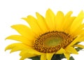 Sunflower, Helianthus annuus, closeup