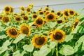 Sunflower Helianthus annuus in field