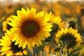 sunflower helianthus annuus in the field at dusk close up of fresh growing backlit by light setting sun august poland Royalty Free Stock Photo