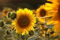 sunflower helianthus annuus in the field at dusk close up of fresh growing backlit by light setting sun august poland Royalty Free Stock Photo