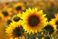 sunflower helianthus annuus in the field at dusk close up of growing backlit by light setting sun august poland