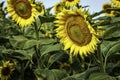 Sunflower Helianthus annuus field Royalty Free Stock Photo