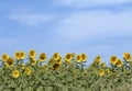 Sunflower (Helianthus annuus) field in a summer day Royalty Free Stock Photo