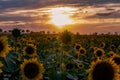 Field of Sunflowers Helianthus annuus, brightly flowering in the evening sunset