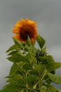 Sunflower against heavy stormy sky