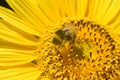 Sunflower, Helianthus, annuus, Hummel