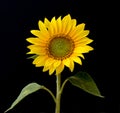 Sunflower, Helianthus, annuus, Hummel