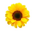 Sunflower Helianthus annuus isolated on white background, clipping path included