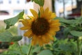 a big yellow sunflower shaped in the wind Royalty Free Stock Photo