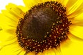 Sunflower (Helianthus annuus)