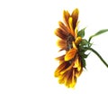 Sunflower Helianthus annuus over white Royalty Free Stock Photo