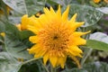 Sunflower Helianthus annuus, radiant yellow flower