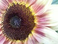 Sunflower Helianthus Annuus - Ruby Eclipse Royalty Free Stock Photo
