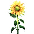 Sunflower, Helianthus annuus, seeds, plant, yellow flower head with leaves, close-up, isolated, hand drawn watercolor