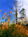 The sun flower Royalty Free Stock Photo