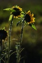 Sunflower (Helianthus annuus) Royalty Free Stock Photo