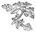 Sunflower Helianthus annuus, vintage engraving