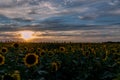 Field of Sunflowers Helianthus annuus in the evening sunset