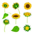 Sunflower or Helianthus as Annual Flowering Plant with Round Flower Head Vector Set Royalty Free Stock Photo