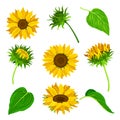 Sunflower or Helianthus as Annual Flowering Plant with Round Flower Head Vector Set Royalty Free Stock Photo