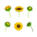 Sunflower or Helianthus as Annual Flowering Plant with Round Flower Head Vector Set Royalty Free Stock Photo