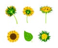 Sunflower or Helianthus as Annual Flowering Plant with Round Flower Head Vector Set Royalty Free Stock Photo