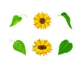 Sunflower or Helianthus as Annual Flowering Plant with Round Flower Head Vector Set Royalty Free Stock Photo