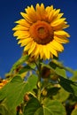 Sunflower. Helianthus Beautiful yellow blooming flower with blue sky. Colorful nature background for summer season. Royalty Free Stock Photo