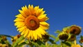 Sunflower. Helianthus Beautiful yellow blooming flower with blue sky. Colorful nature background for summer season. Royalty Free Stock Photo