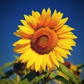 Sunflower. Helianthus Beautiful yellow blooming flower with blue sky. Colorful nature background for summer season. Royalty Free Stock Photo