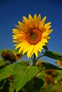 Sunflower. Helianthus Beautiful yellow blooming flower with blue sky. Colorful nature background for summer season. Royalty Free Stock Photo