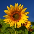 Sunflower. Helianthus Beautiful yellow blooming flower with blue sky. Colorful nature background for summer season. Royalty Free Stock Photo