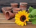 Sunflower (Helianthus) Decorated With Old Flower Pots On A Wooden Table. Greeting Card.