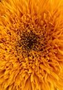 sunflower helianthus heliotrope Sunflower Royalty Free Stock Photo