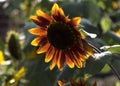 Sunflower Helianthus photo against blue sky