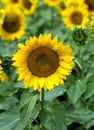 Sunflower, helianthus sp