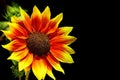 Sunflower \'Helios Flame\'