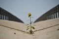 a sunflower between the highway barriers, plant growing out of concrete Royalty Free Stock Photo