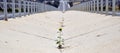 a sunflower between the highway barriers, plant growing out of concrete Royalty Free Stock Photo