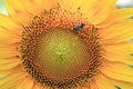 Sunflower with honey bee for background close up. Royalty Free Stock Photo