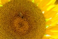 Honey bee pollinates blooming sunflower, close up shot Royalty Free Stock Photo